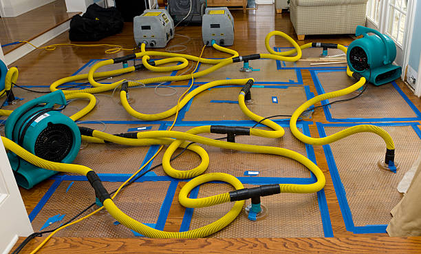 Professional Structural Drying And Dehumidification technician working in Bloomingdale, FL
